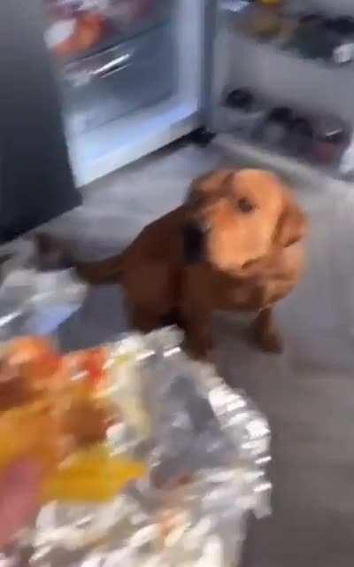 One dog wants the food the other one neeeeds it!