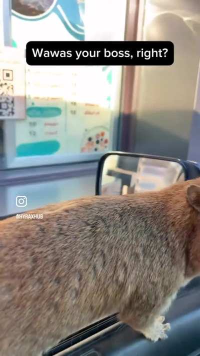 Hyrax Gets a Biscuit