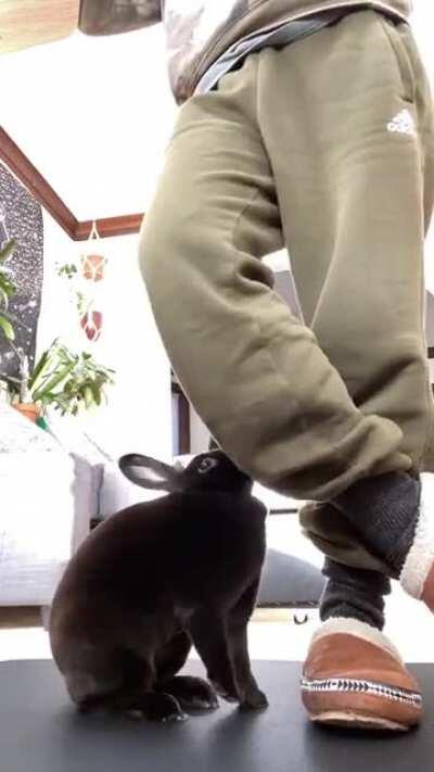 I love that my human works from home! We play all day long.