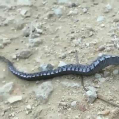 🔥Hognose snake theatrically fakes death to avoid predation This behavior is called Thanatosis