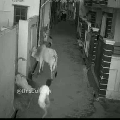 ever seen cuter version of gau maa than this?