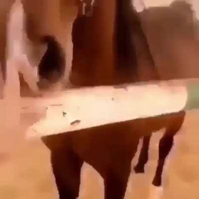 John Marathon petting the Honse (They have been feed absolutely nothing aside from the odd oatcake while living off a spec of health and diving off of cliffs)