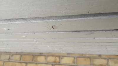 Get STICKBUGGED In Real Life 🤙