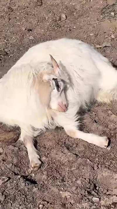 This goat sleeps in and ends up far from her herd🐐