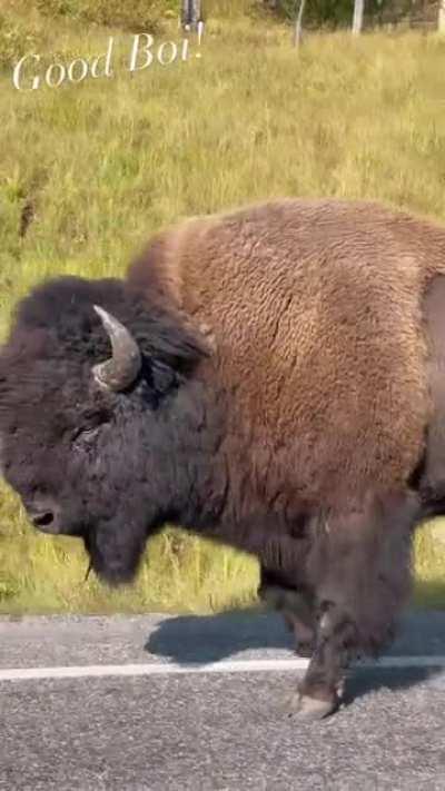 Bison who finally stopped blocking the road and walked along the side. He’s a good boi though.
