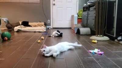 Startled kitten cat tackle