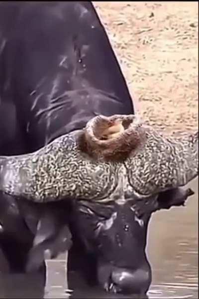 Hornero haciendo un nido sobre los cuernos de un búfalo