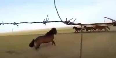 High horsepower drifties