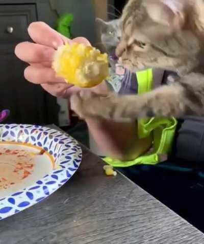 who loves corn as much as this cat?)😹🤤