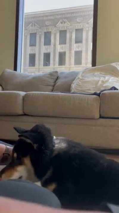 Shedding season for anyone else?