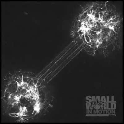 Two nerve cells forming connection