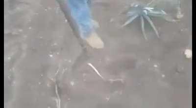 Мертвая гадюка еще пол часа теплая