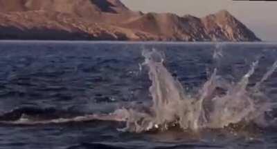 Mobula Rays belly flopping (aka Flying Rays)