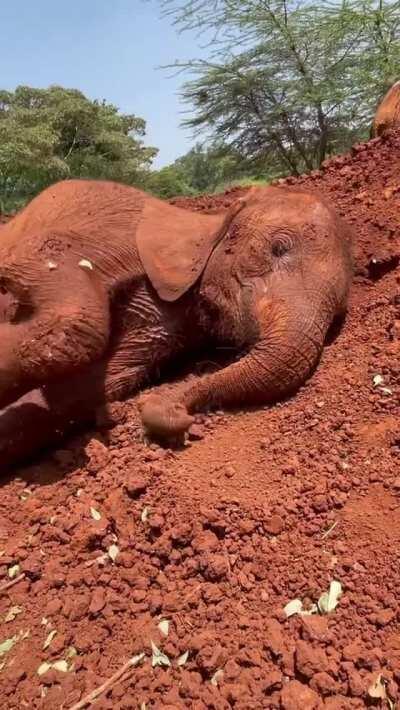 Bondeni is that one cute kid that always knows how to work a camera! @ Sheldrick Wildlife Trust, of course! :)