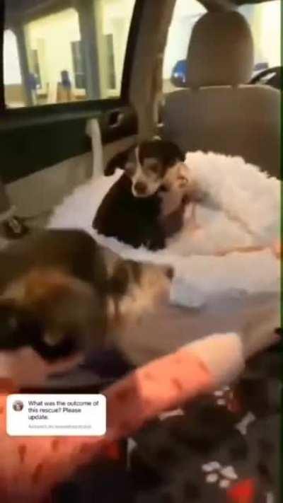 Rescuing an injured doggo and his little friend.