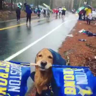 The goodest boy cheering on marathon runners