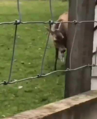 Dear Eating a Rabbit