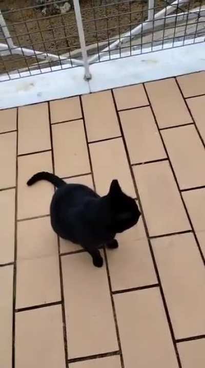 Extremely friendly local stray