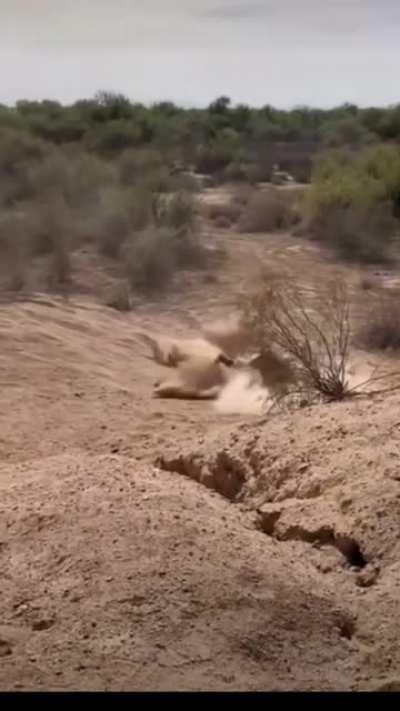 Rather earthy flavor