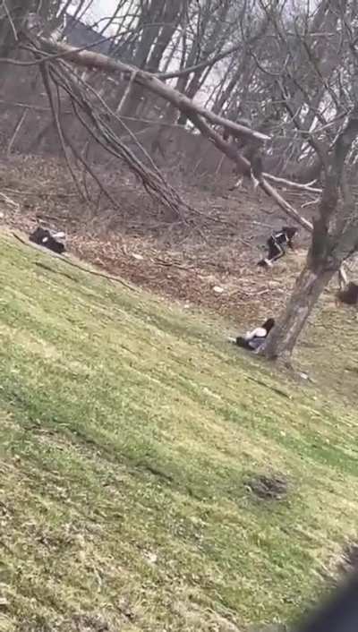 Climbing A Tree Gone Wrong