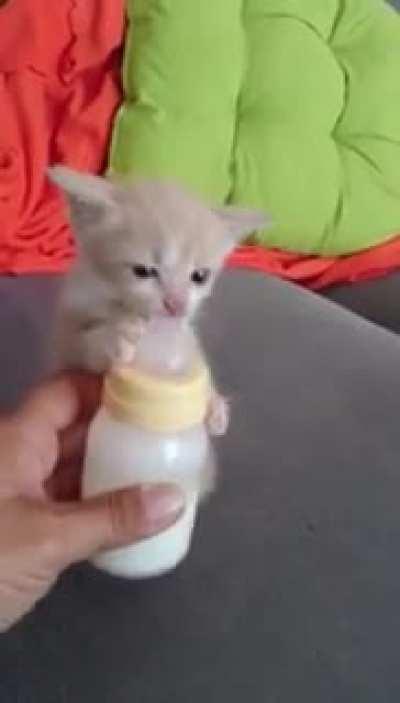 kitten that clings to the bottle and then sucks standing up!