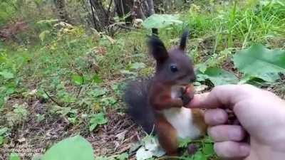 Squirrel has an existential crisis