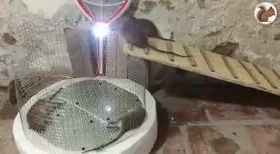 OOOO ZIIIIII BAD BUNIIIIII