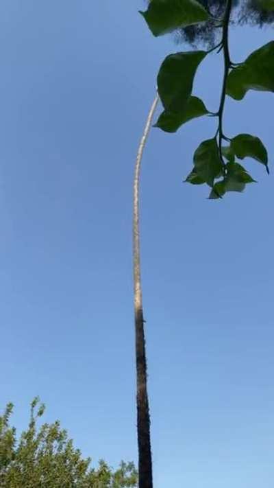 Man risks his life by cutting 100 foot Californian palm tree