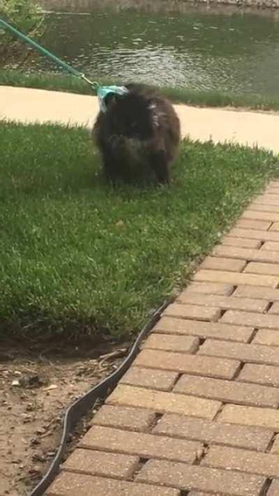 To take an indoor cat on a walk.