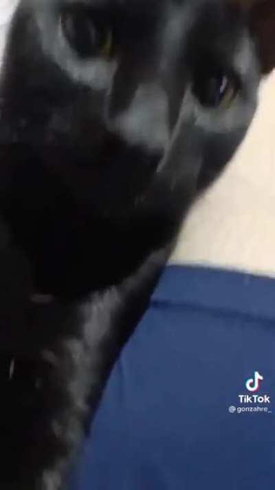 Esperemos el Dylan no intente esto con su gato luego de ver este video