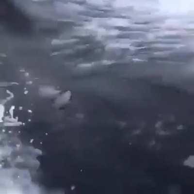 Злые косатки преследуют учёных и рыбаков, пытающихся скрыться от них на катере. Стеляйте, глупцы!!