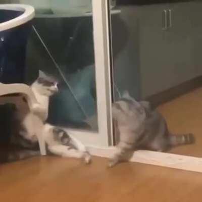 Cat has no follow through