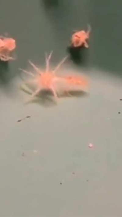 Splatoon kindergarten