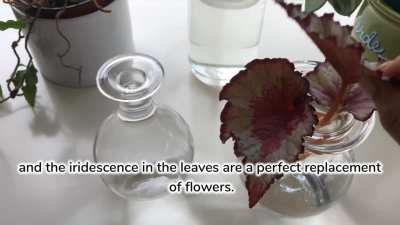 Two Minute Tip: Leaf-Petiole Propagation