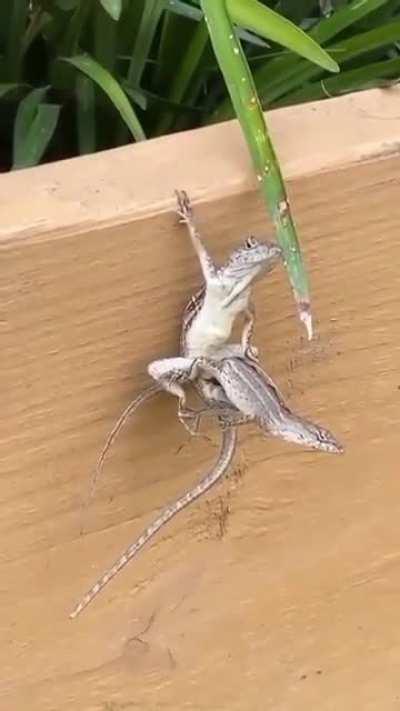 I guess they know Kama Sutra 👀