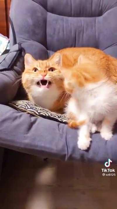 Meow meow meow AACCKK?!!??!!