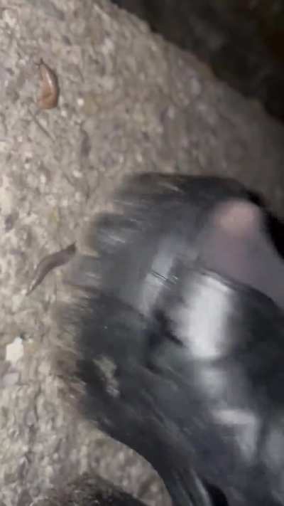 🎌 ~ Japanese Teen