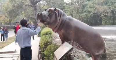 Hippo trying to escape gets slapped by security guard.