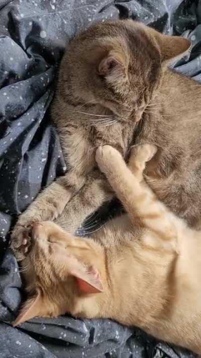 I tried to take a video of Willam purring and making air biscuits, but he fell asleep.