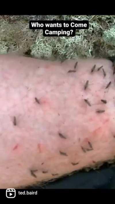 🦟🤯 Insane Mosquitoes & Blackfles