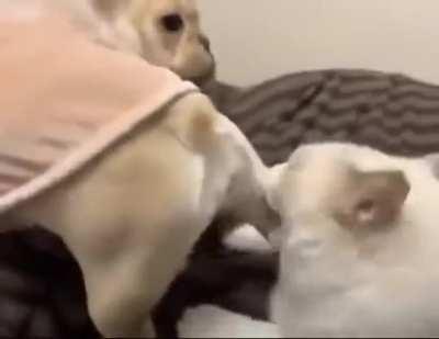 CaT gETs kIlLed iN chEMiCal WarFaRe