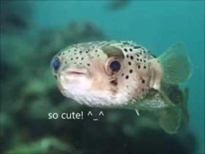 funny pufferfish pics