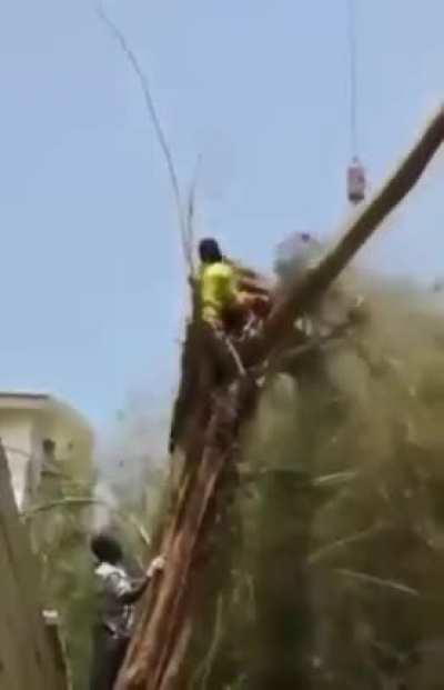 Interesting tree cutting technique.