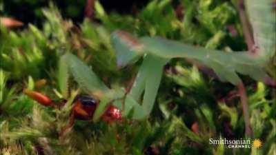 Mantis feels the burn from bombardier beetle