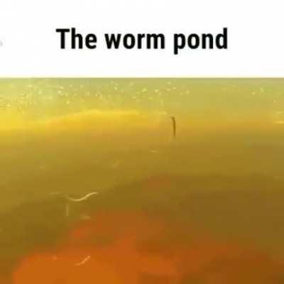 I think ben should clean the pond