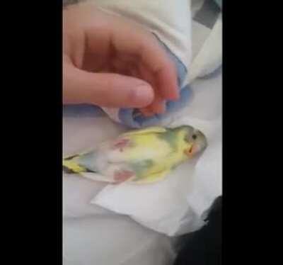 ULAN KUŞ ÇOK TATLI AMK