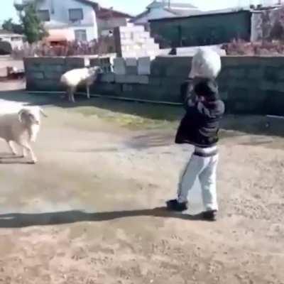 Boy playing with his ram friend