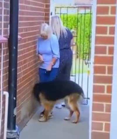 Dog appears to walk through wall for a split second