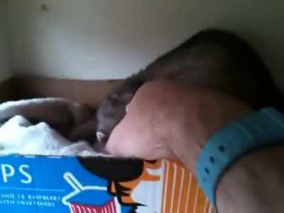 Ferret shows human her babies