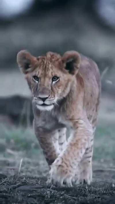 Those adorable ears!